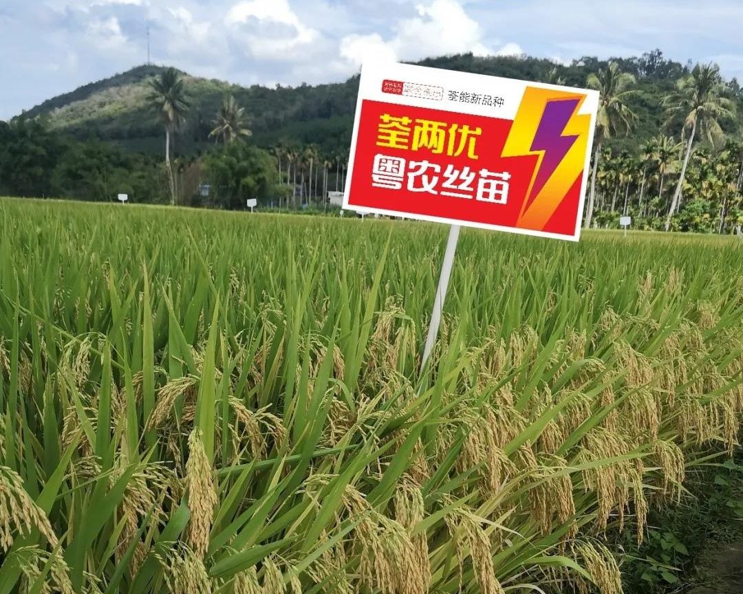 种田要高产选好品种是关键什么品种能高产荃两优粤农丝苗