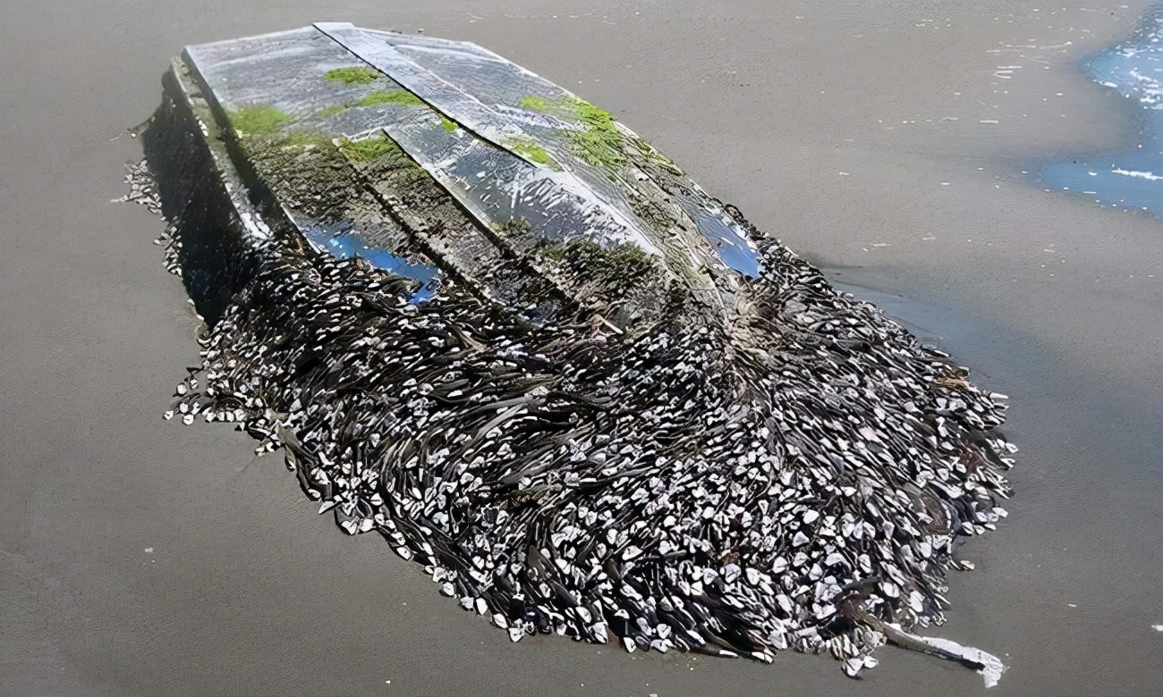 鲸鱼|寄生|藤壶_新浪新闻