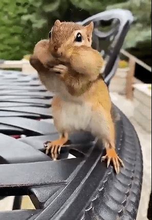 国外一只花栗鼠吃花生可花生太大花栗鼠只能塞满嘴巴却咬不烂