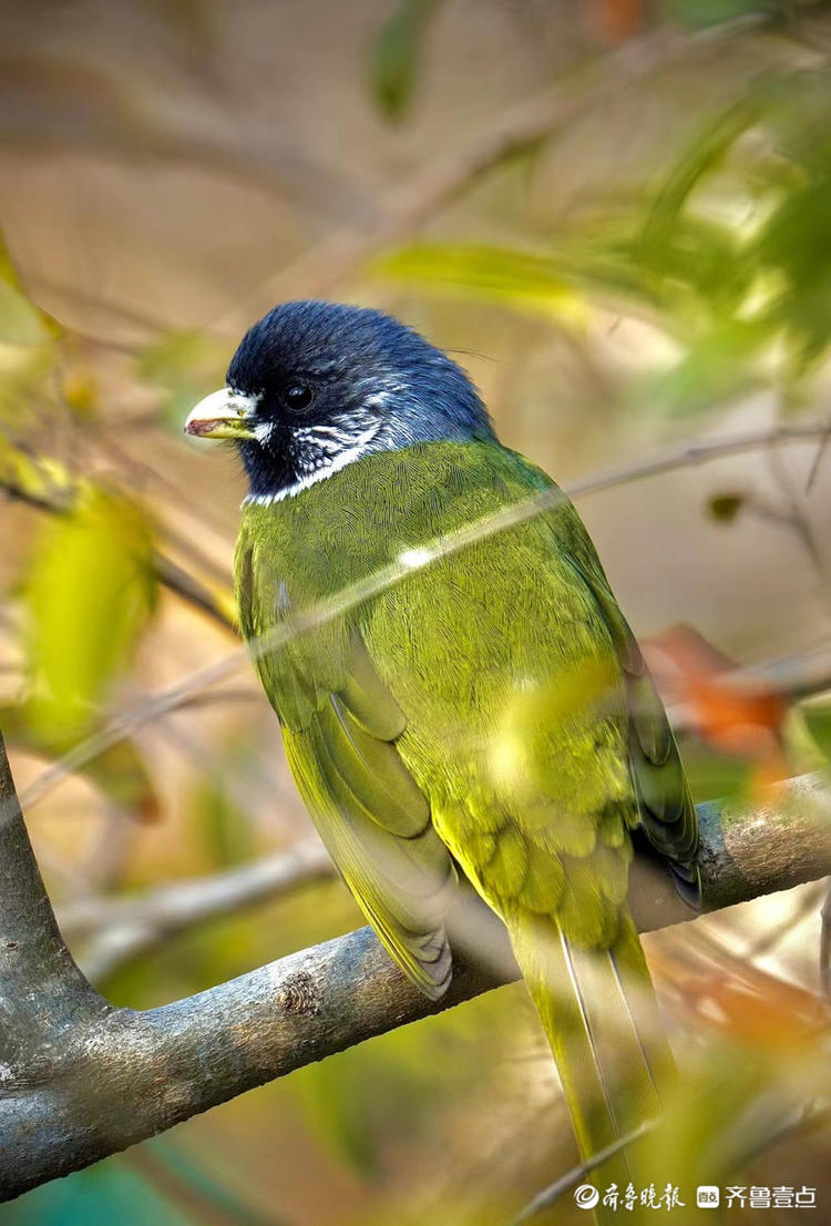 元旦假期五龙潭里偶遇绿鹦嘴鹎长得真漂亮