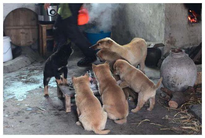 为什么土狗都喜欢看热闹