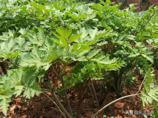 被称为"血家圣药"的当归,原来是这么种植和制作的__财经头条
