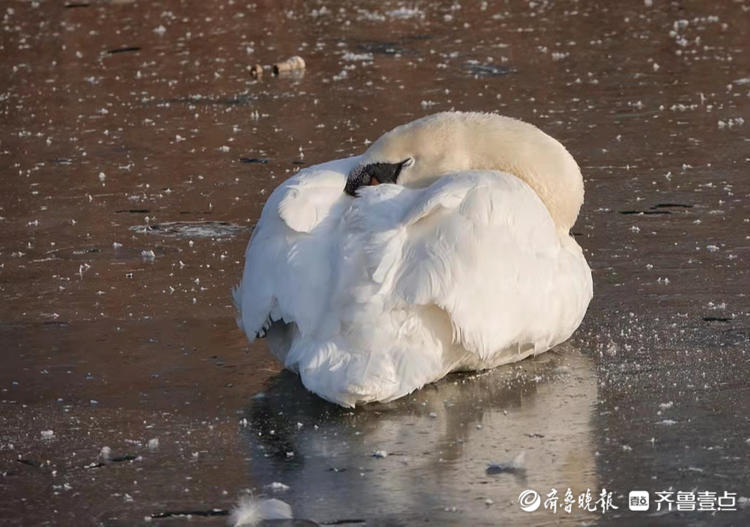 晨起湖拍卧冰休息的大天鹅