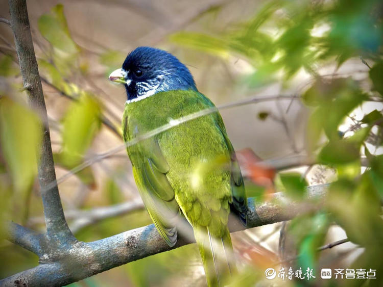 元旦假期五龙潭里偶遇绿鹦嘴鹎长得真漂亮