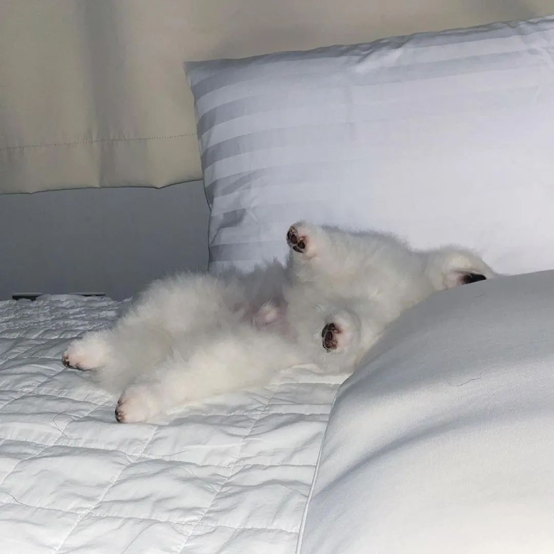 小博美生气骂街的样子也太可爱了吧萌成了表情包