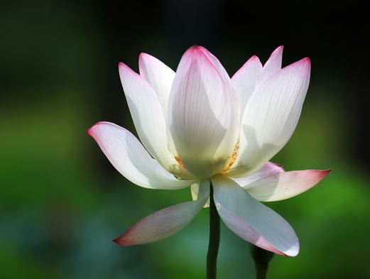 1月上旬开始，4属相运势走上坡路，事业腾达，财运蒸腾，日子红火休闲区蓝鸢梦想 - Www.slyday.coM