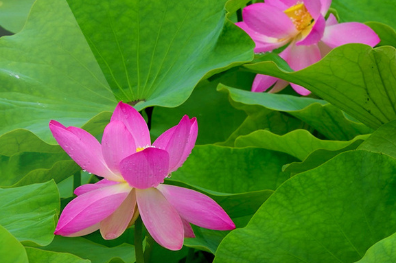 1月上旬开始，4属相运势走上坡路，事业腾达，财运蒸腾，日子红火休闲区蓝鸢梦想 - Www.slyday.coM