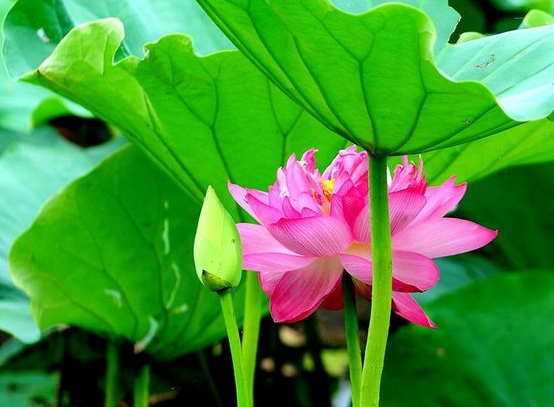 1月上旬开始，4属相运势走上坡路，事业腾达，财运蒸腾，日子红火休闲区蓝鸢梦想 - Www.slyday.coM