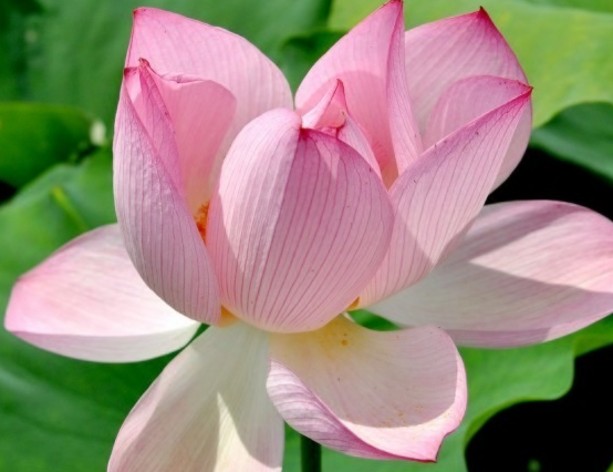 1月上旬开始，4属相运势走上坡路，事业腾达，财运蒸腾，日子红火休闲区蓝鸢梦想 - Www.slyday.coM