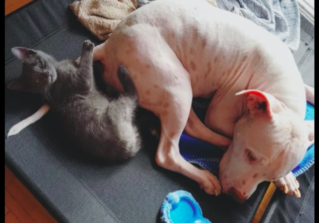 流浪猫被好心人救了后，为了不被送养走，主动和家中猫狗打好关系休闲区蓝鸢梦想 - Www.slyday.coM