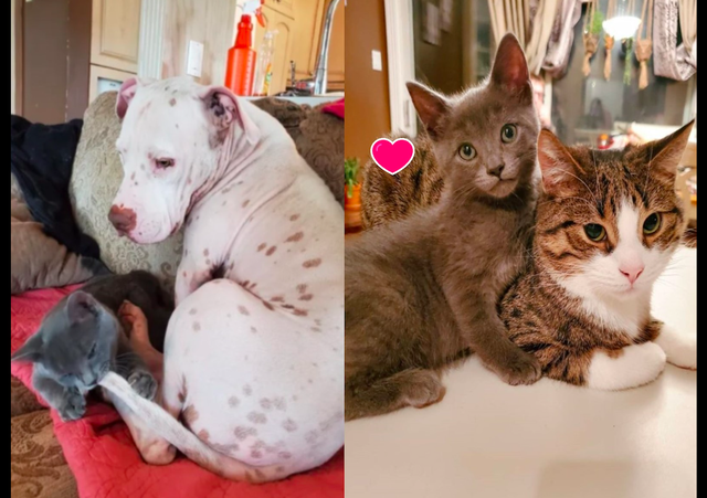 流浪猫被好心人救了后，为了不被送养走，主动和家中猫狗打好关系休闲区蓝鸢梦想 - Www.slyday.coM