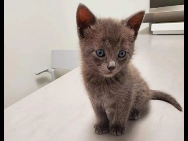 流浪猫被好心人救了后，为了不被送养走，主动和家中猫狗打好关系休闲区蓝鸢梦想 - Www.slyday.coM