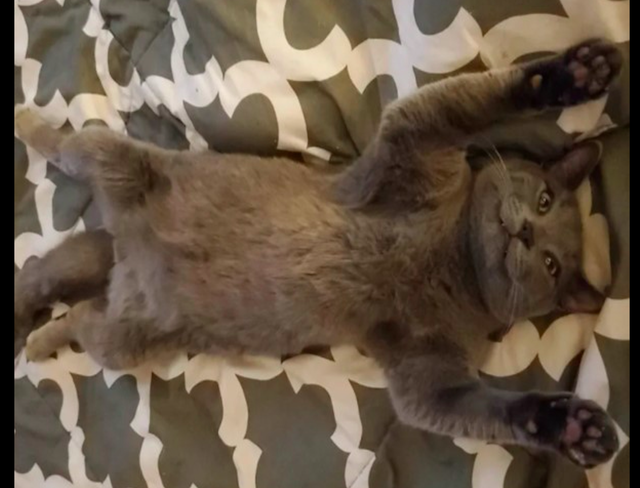 流浪猫被好心人救了后，为了不被送养走，主动和家中猫狗打好关系休闲区蓝鸢梦想 - Www.slyday.coM