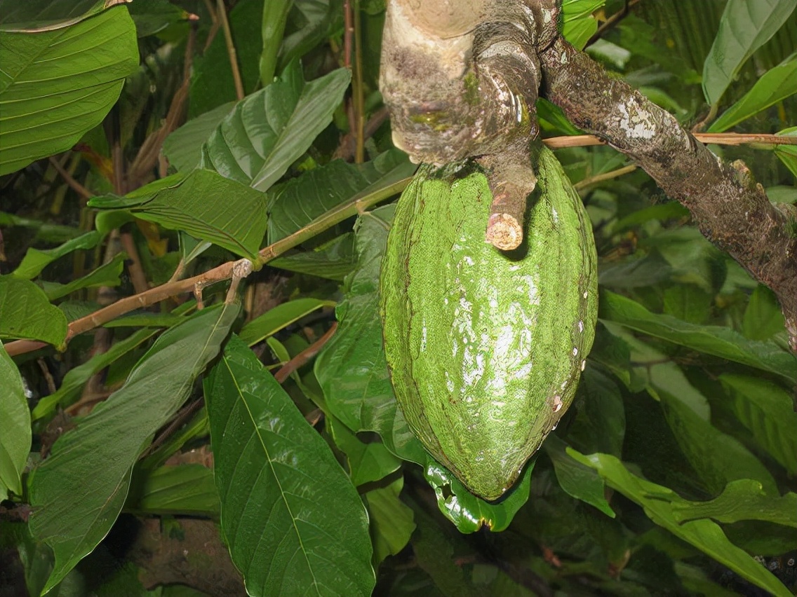 箭毒木的果实这种树目前在我国是三级保护植物.