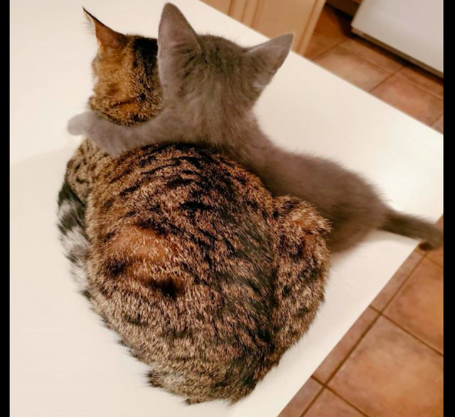 流浪猫被好心人救了后，为了不被送养走，主动和家中猫狗打好关系休闲区蓝鸢梦想 - Www.slyday.coM