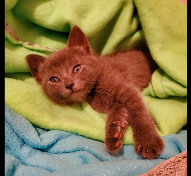 流浪猫被好心人救了后，为了不被送养走，主动和家中猫狗打好关系休闲区蓝鸢梦想 - Www.slyday.coM