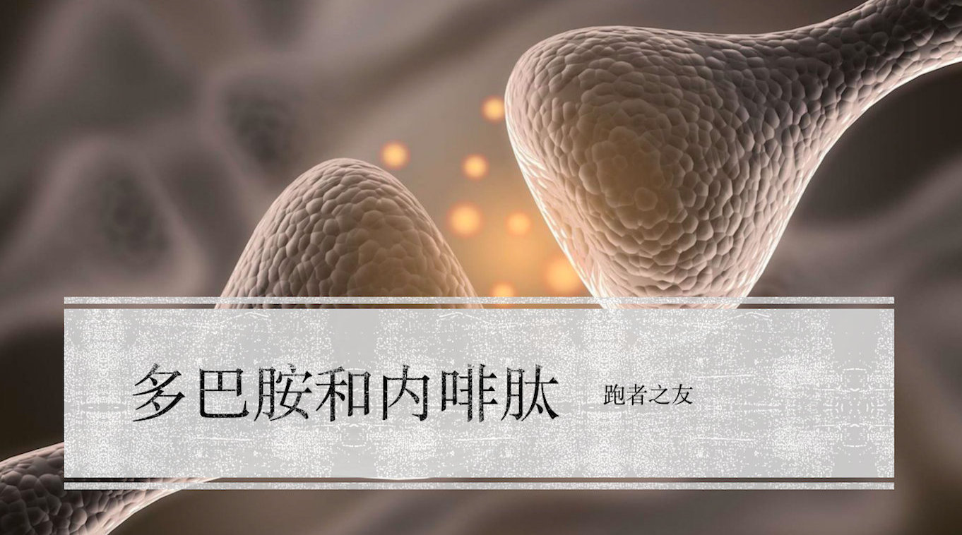 本期栋哥@吴栋说跑步 分享,多巴胺和内啡肽