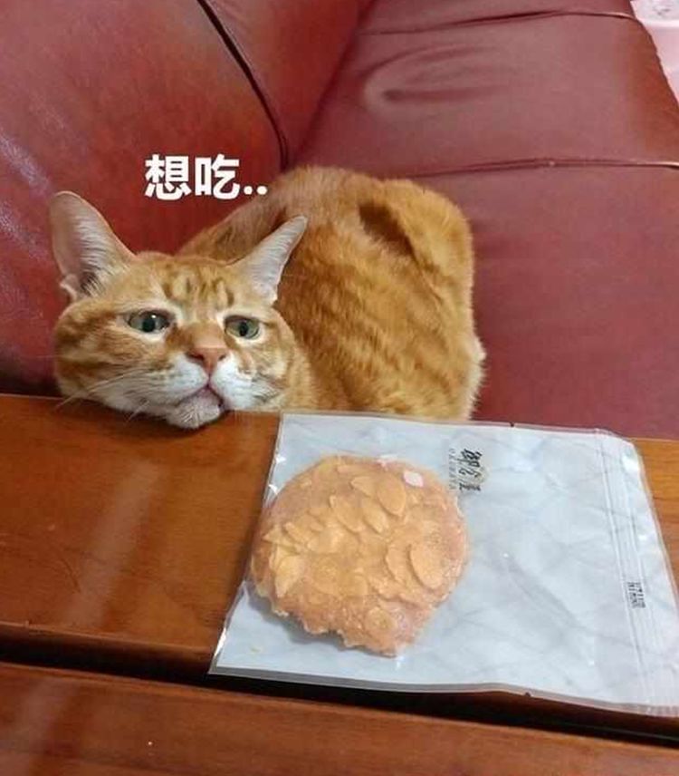 肥胖橘猫贪吃成瘾每次看到美味食物百变表情笑抽网友