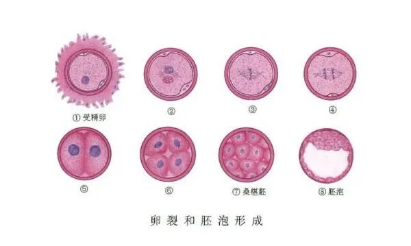 而这项新的科学突破,就是科学家们找到一种被称为"胚泡"的胚胎替代品