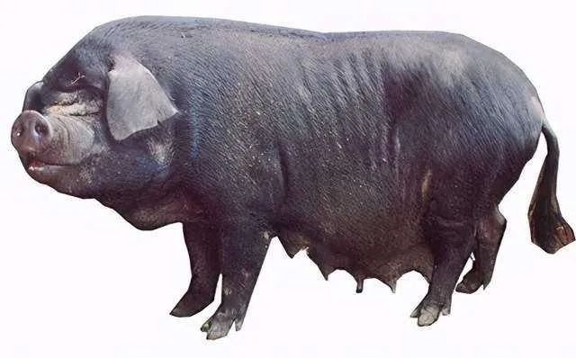 雅南猪踏上减肥路