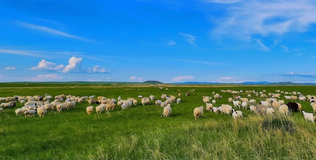 国宴级宁夏盐池滩羊现宰鲜肉软嫩带奶香
