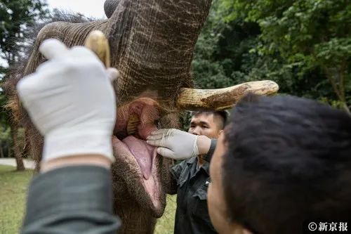 追大象的人向村民发预警收留受伤野象