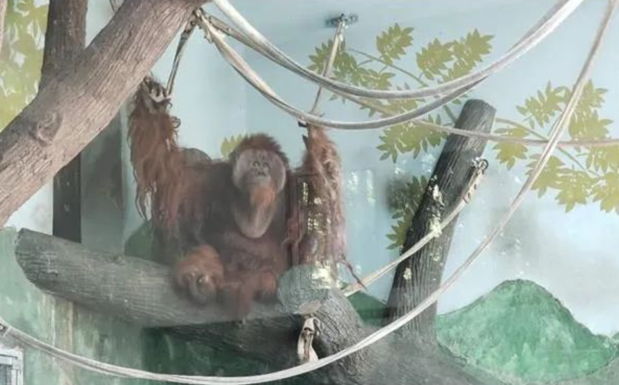 太过分！上海动物园马来熊被游客投喂喜茶？休闲区蓝鸢梦想 - Www.slyday.coM