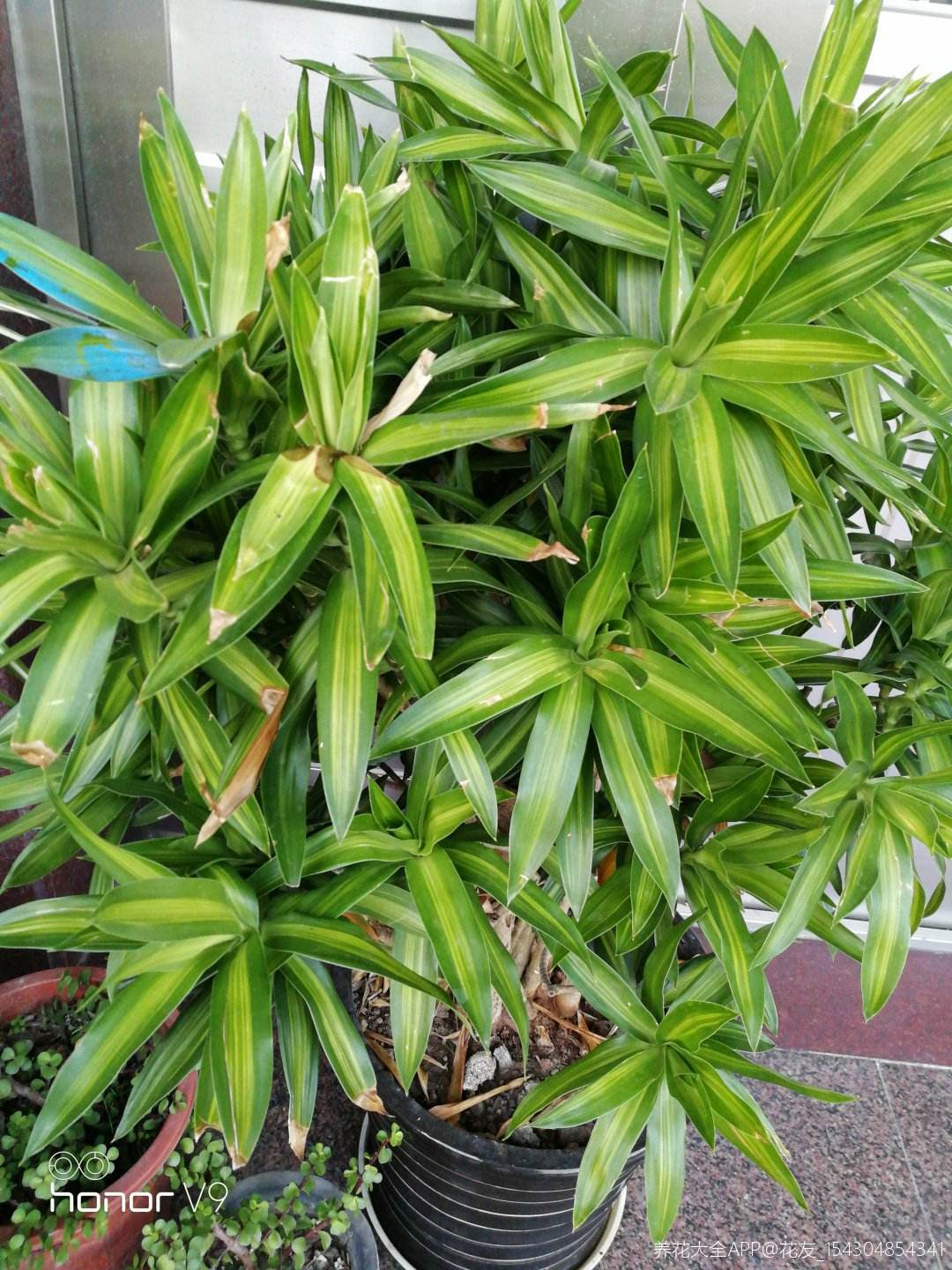 家里养盆吉祥竹耐阴长得旺平安吉祥好运来