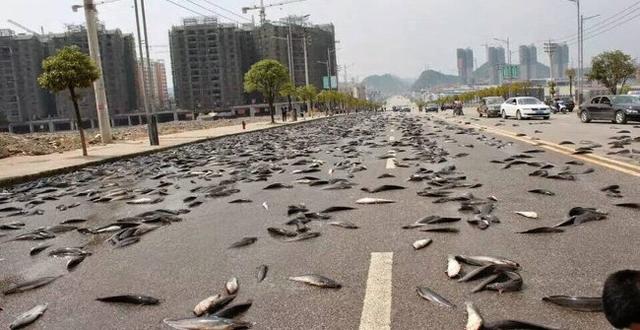 洪都拉斯鱼雨图片