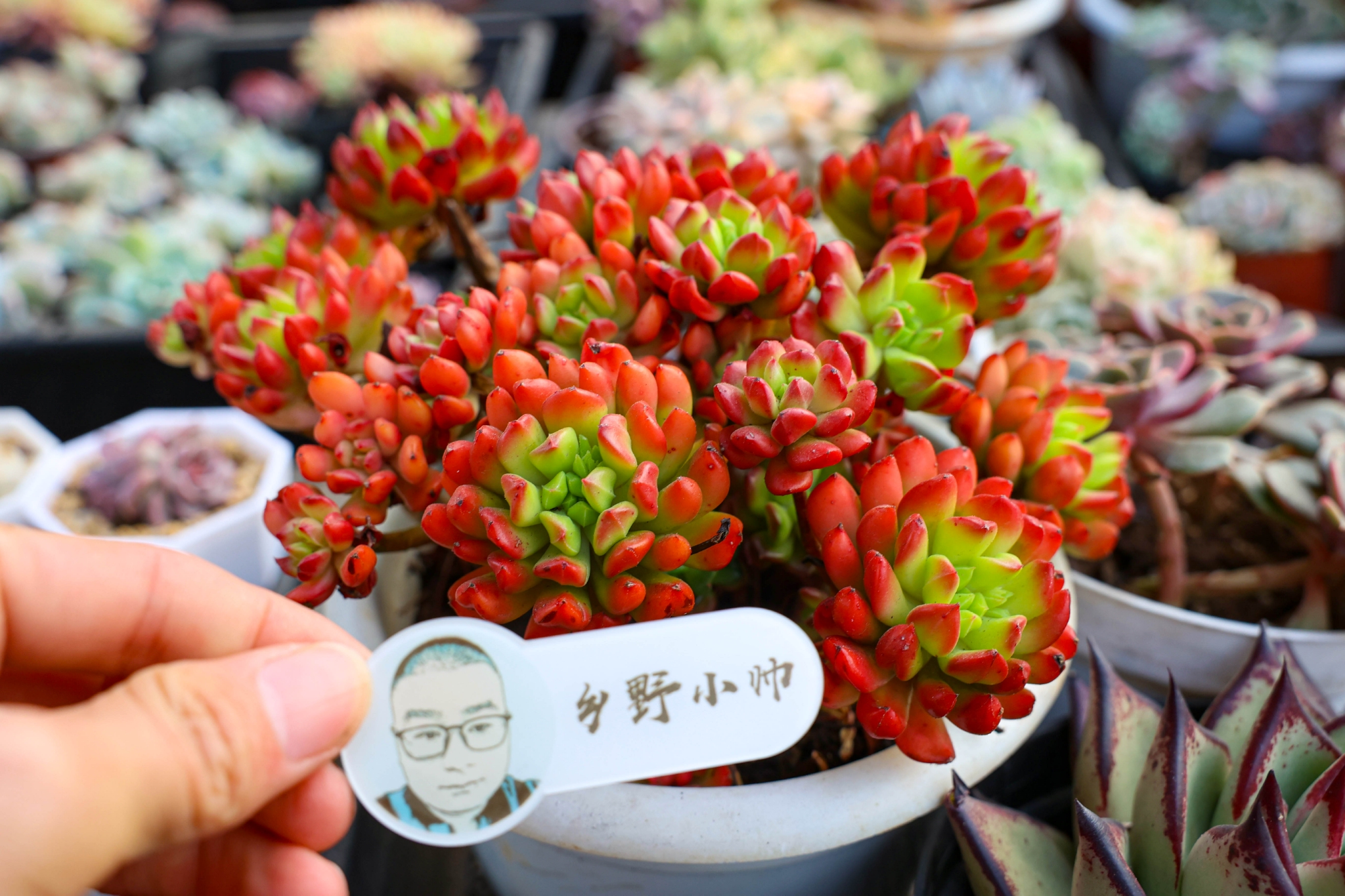 全状态不输蒂亚皮实好养适合新手的小灯笼多肉你养了吗