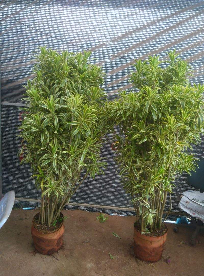 4,放置通风位置百合竹的摆放位置也是非常关键的,像是在冬天,我们要