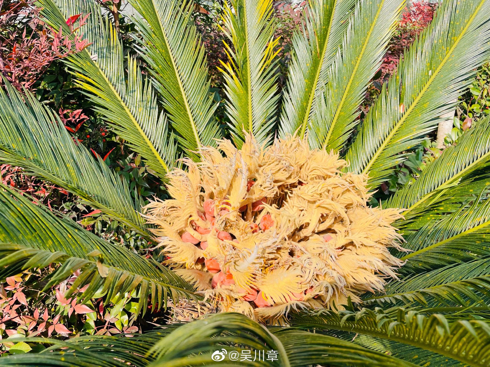 铁树开花(铁树开花后会死吗)