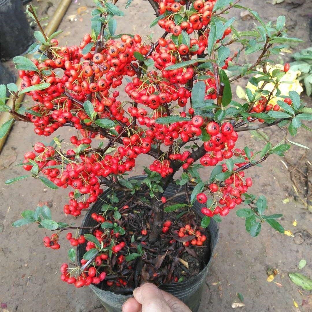 火棘果春天可看花冬天可吃果叶子制茶叶根可当盆栽