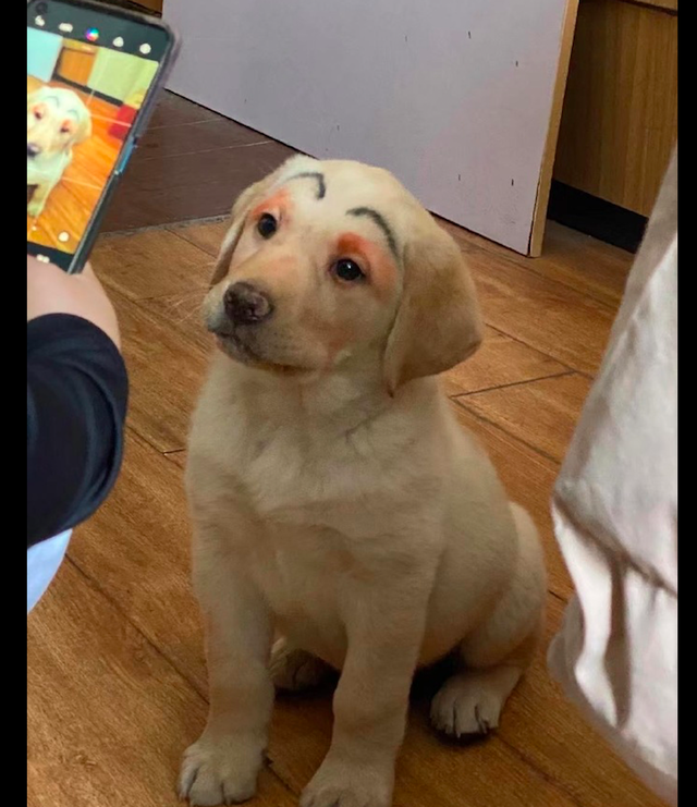 主人给狗狗化了个妆原谅我不厚道地笑了单眼皮真的不适合呀