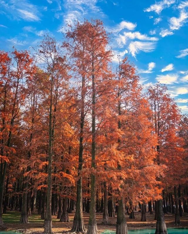 魔都披红装醉美红杉林浓墨重彩如油画