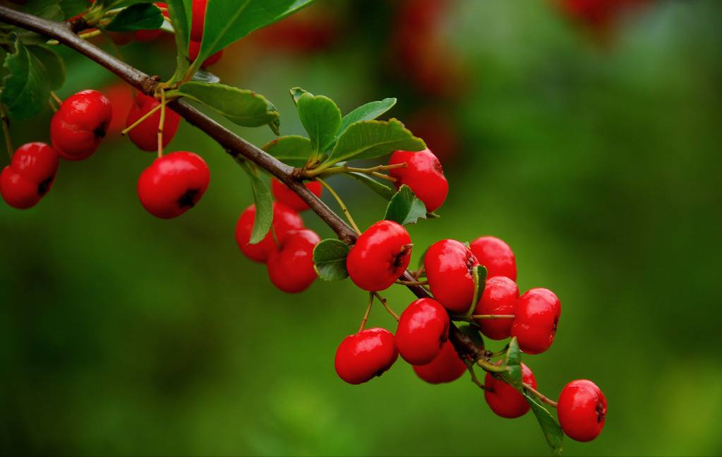 火棘果春天可看花冬天可吃果叶子制茶叶根可当盆栽