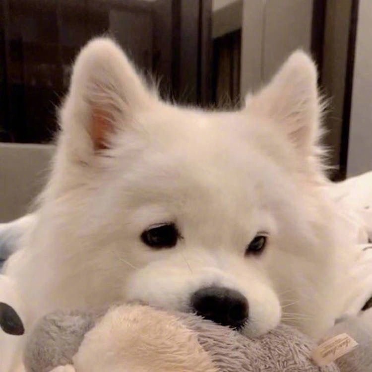 好可爱的萨摩耶耶想抱着睡觉觉