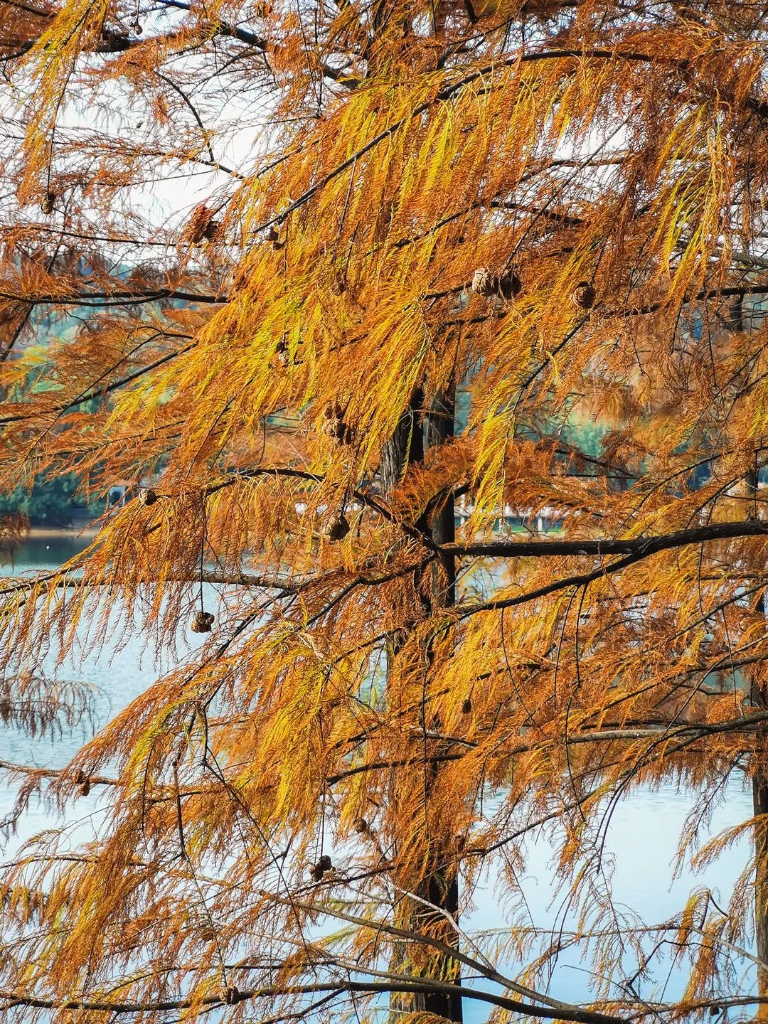 5号线小北站海珠湖与广州塔同框的"红树林"这里的落羽杉有什么看点?