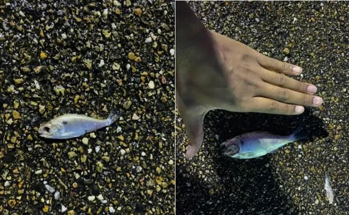 美国德州突然下起了 鱼雨 大量小鱼从天而降 是不祥之兆吗 龙卷风 新浪新闻