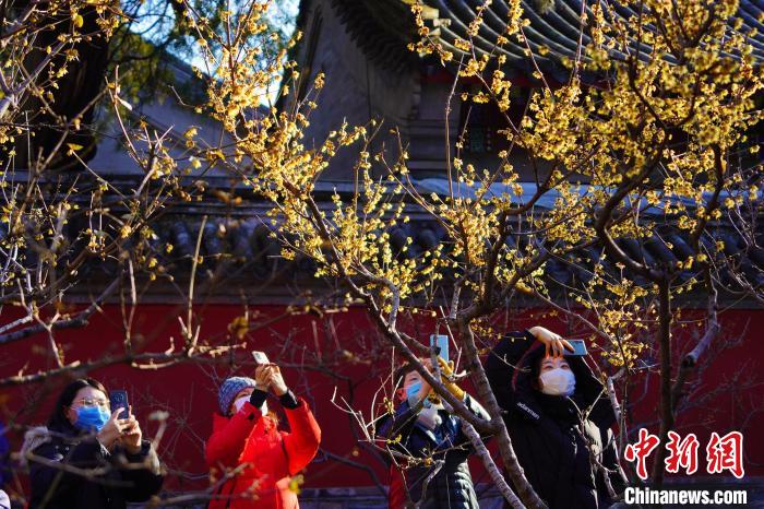 图为游客在北京市属公园赏花。北京市公园管理中心供图