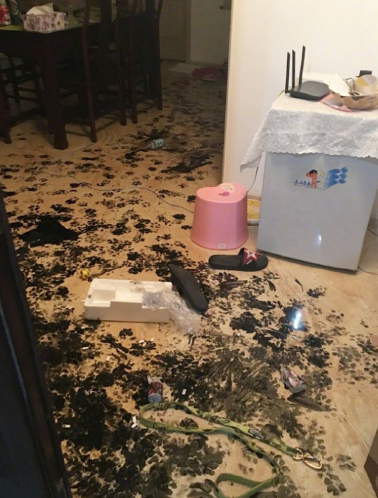 拆出新境界,家里被弄得一片狼藉,主人的刀已准备好|主人|哈士奇|客厅