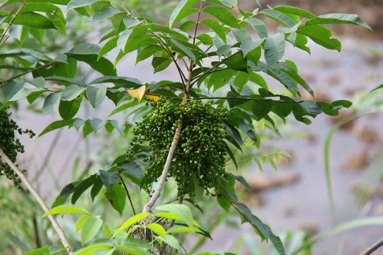 别碰可致皮肤过敏这种野漆山里很常见有必要了解它