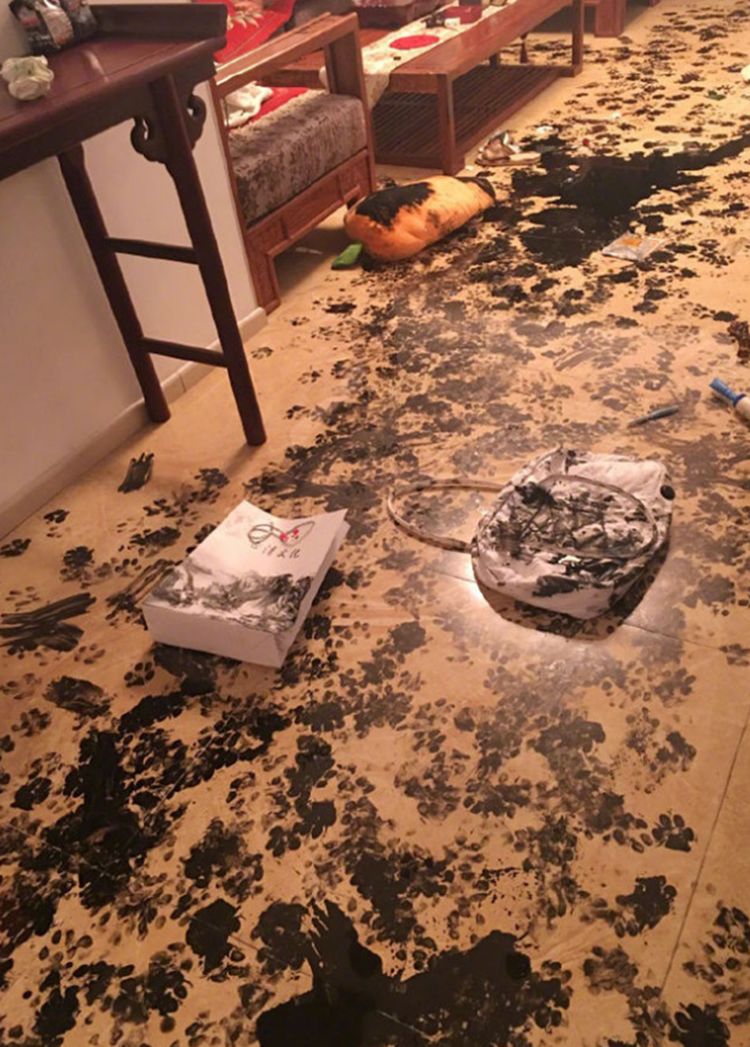 拆出新境界,家里被弄得一片狼藉,主人的刀已准备好|主人|哈士奇|客厅