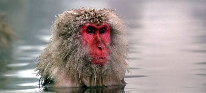 人类不是水猴子人类脱毛还是因为热水猿理论不靠谱