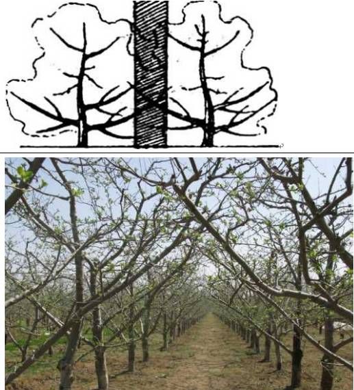 果树修剪经验浅谈