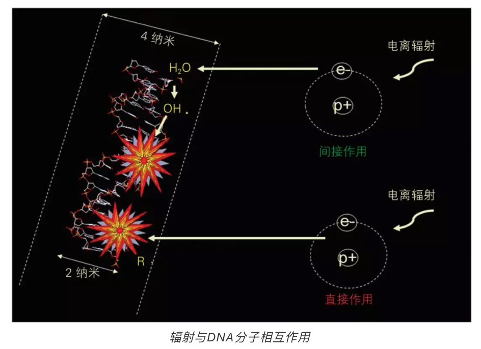 他遭受20万伦琴辐射理应当场死亡但几十年过去左脸依旧年轻
