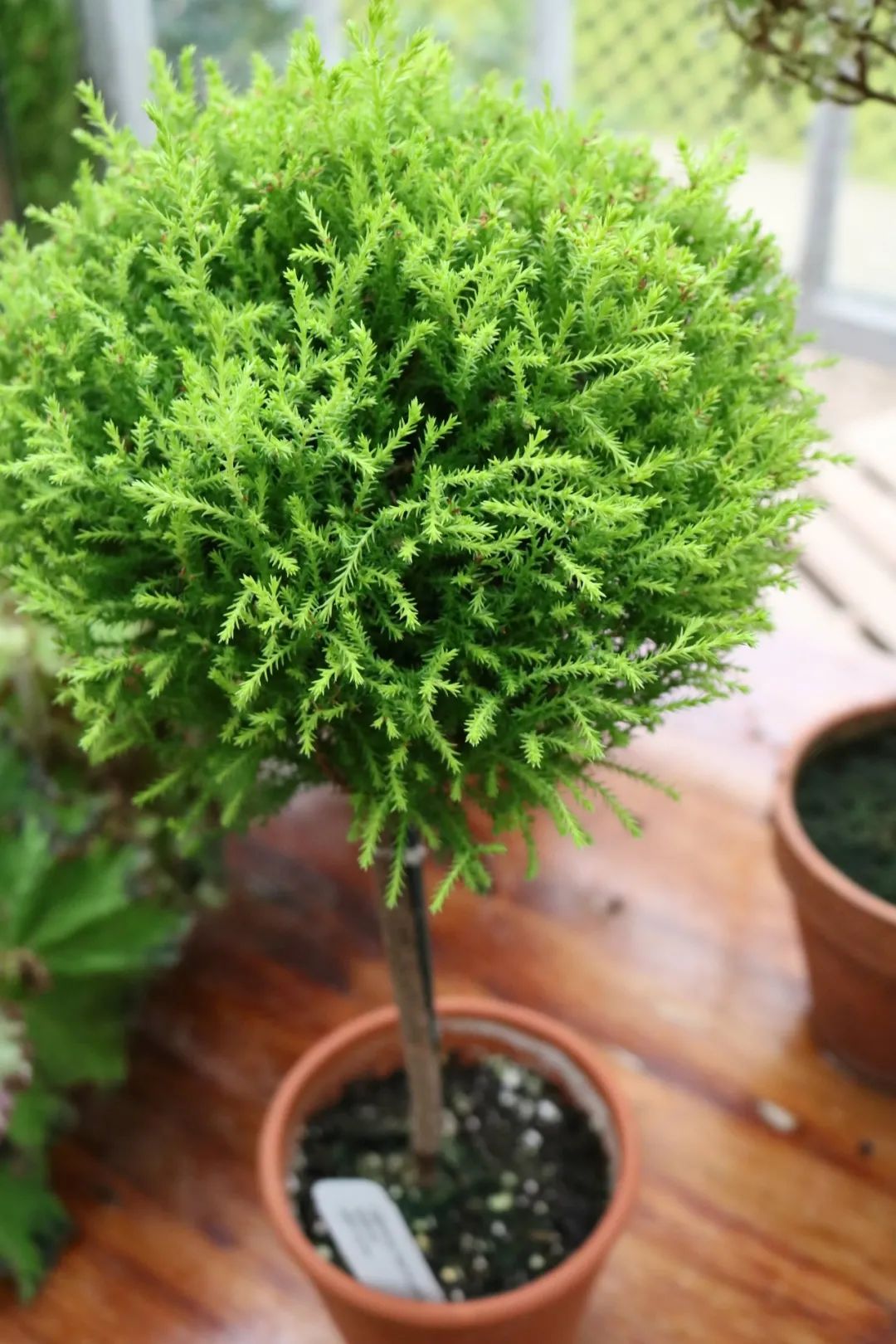 你家适合养盆栽香松吗如果没法满足这几个条件叶子很容易枯萎