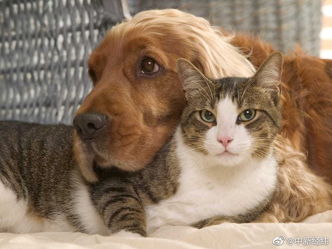 西班牙宠物成为合法家庭成员享受相应法律待遇