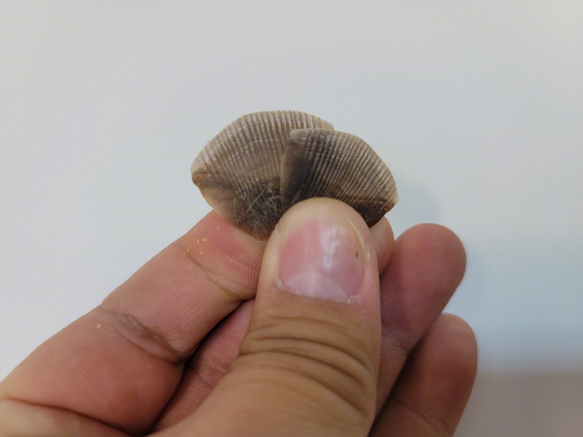 在光阴几何web李成老师的保护站里看到几枚中华穿山甲的甲片