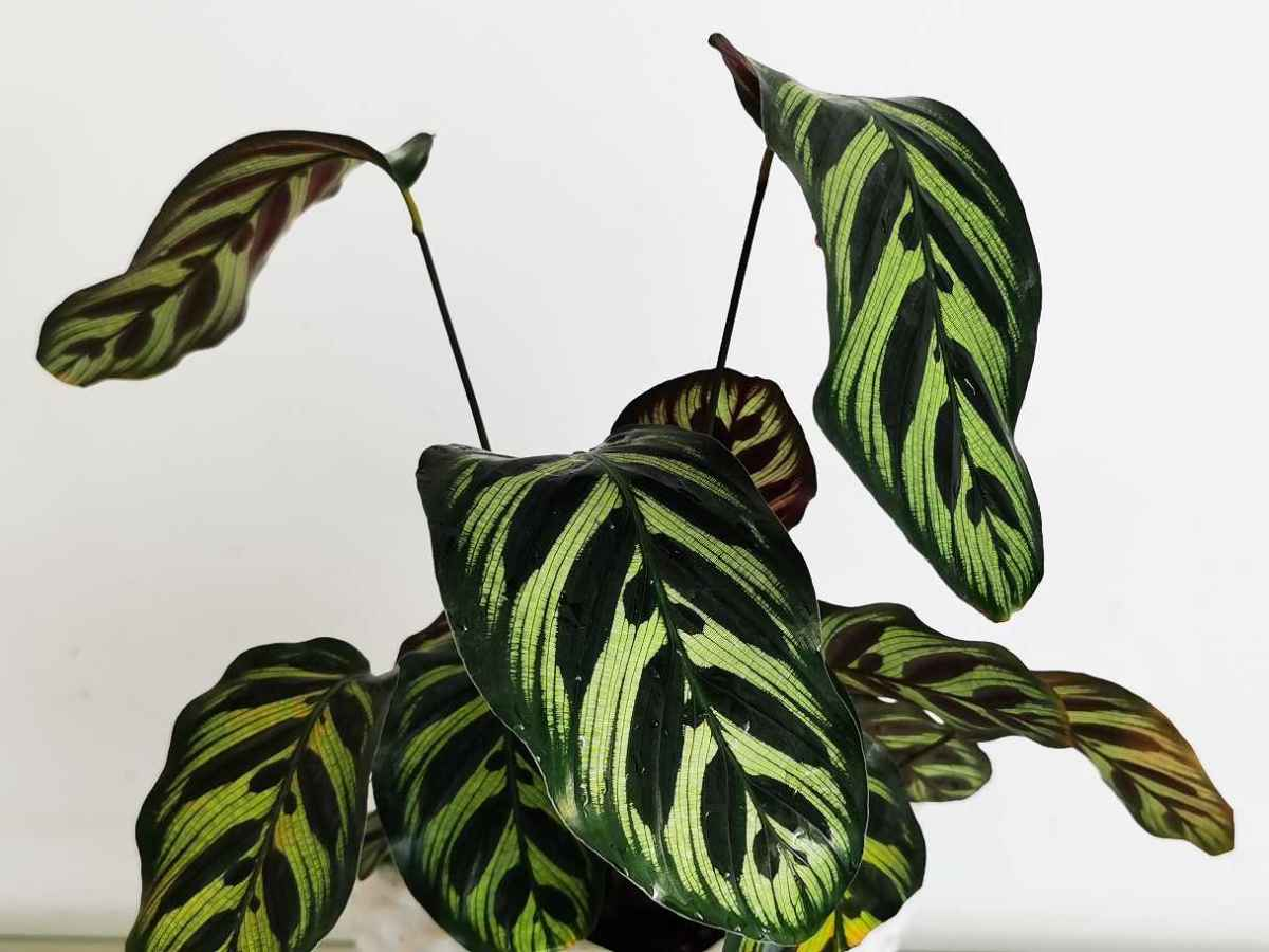 4种观叶花叶子美得像幅画耐阴好养适合新手